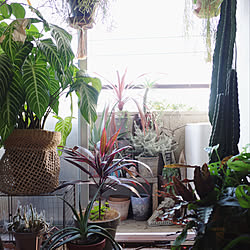 ベランダ/植物のある暮らし/グリーンインテリア/ミッドセンチュリー/植物...などのインテリア実例 - 2020-10-30 18:42:28