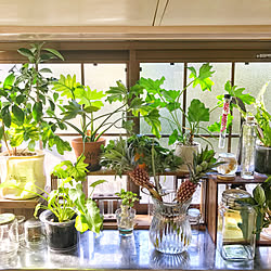 炭植えのインテリア実例 Roomclip ルームクリップ