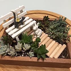 机/多肉寄せ植え/NO GREEN NO LIFE/多肉植物/植物...などのインテリア実例 - 2017-06-18 22:41:47