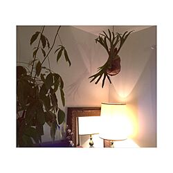 壁/天井/植物/アンティーク/鏡/アンティークUSA...などのインテリア実例 - 2014-12-06 21:50:05
