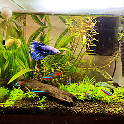 水槽を使ったインテリアのインテリア実例 Roomclip ルームクリップ 水槽を使ったインテリアのインテリア実例 Roomclip ルームクリップ