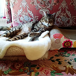 やんちゃな猫のインテリア実例 ｜ RoomClip（ルームクリップ）