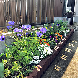 玄関 入り口 花のある暮らし ヒヤシンス 庭の花 ガーデニング などのインテリア実例 17 03 30 18 05 43 Roomclip ルームクリップ