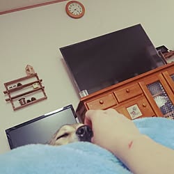 壁/天井/わんこU^ェ^U/100均アイテム/思考中/やる気出せ!...などのインテリア実例 - 2017-05-18 16:52:12