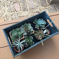 多肉植物 アエオニウム レモネードのインテリア実例 Roomclip ルームクリップ 多肉植物 アエオニウム レモネードのインテリア実例 Roomclip ルームクリップ