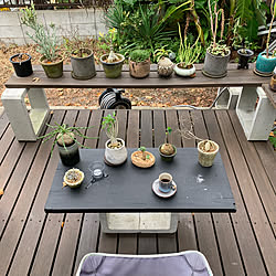 植物観察/ウッドデッキのある暮らし/植物/植物観察の記録/green...などのインテリア実例 - 2019-09-30 06:55:27