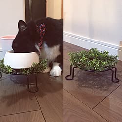 猫 エサ台のインテリア実例 Roomclip ルームクリップ