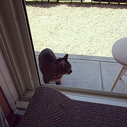 やんちゃな猫のインテリア実例 ｜ RoomClip（ルームクリップ）
