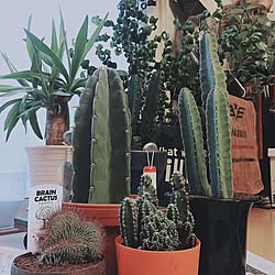 ダイソー セレウスのインテリア実例 Roomclip ルームクリップ