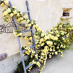 ホワイト オベリスク モッコウバラ 玄関 入り口のインテリア実例 19 07 22 07 39 21 Roomclip ルームクリップ ホワイト オベリスク モッコウバラ 玄関 入り口のインテリア実例 19 07 22 07 39 21 Roomclip ルームクリップ