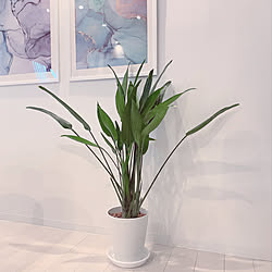 観葉植物のある暮らし/観葉植物/シンプルインテリア/白グレー/しろが好き*...などのインテリア実例 - 2020-05-30 18:42:37