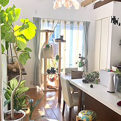 ディノス スツール/観葉植物/無垢の床/ねこ部/観葉植物のある暮らし...などのインテリア実例 - 2018-03-10 14:34:11