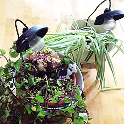棚/観葉植物とのコラボ+..・* ❁/我が家テイストのインテリア雑貨+.* ❁/電球瓶*鉢受け3号*ビニール皮膜針金/セリア (seria)...などのインテリア実例 - 2015-08-30 09:04:02