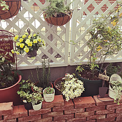 ラティスフェンス 花のある暮らし 北向き玄関 ガーデニング 雑貨 などのインテリア実例 03 31 09 14 43 Roomclip ルームクリップ