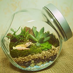 ヒョウモントカゲモドキ レオパのインテリア実例 Roomclip ルームクリップ