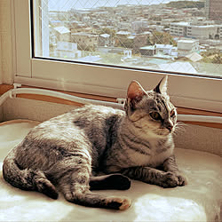 猫のいる暮らし/一人暮らし/1LDK/1LDK 1人暮らし/50代...などのインテリア実例 - 2019-09-22 16:46:38