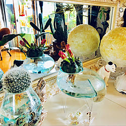 サボテンの花/貝殻で作ったミラー/Victor犬ニッパークン/サボテン水耕栽培/シーグラスで作ったランプ...などのインテリア実例 - 2019-05-07 09:31:05