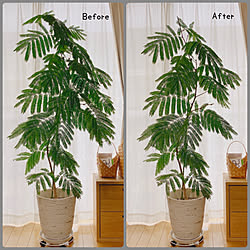 エバーフレッシュ剪定のインテリア実例 Roomclip ルームクリップ