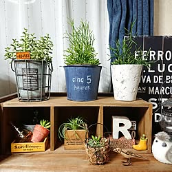 部屋全体/植物/日替わり投稿企画!木曜日/似たような写真ですみません/いいね!ありがとうございます♪...などのインテリア実例 - 2017-07-20 12:28:13