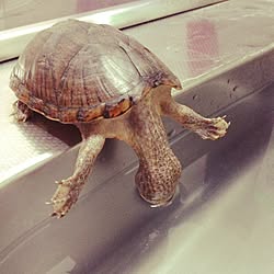 リクガメハーネス 玄関 入り口 ダイソーリメイク ダイソー リクガメ などのインテリア実例 15 05 06 17 30 19 Roomclip ルームクリップ