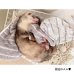 フェレットと暮らす/子供のいる暮らし/多頭飼い/キャンドゥ/無印良品...などのインテリア実例 - 2020-07-10 15:31:13