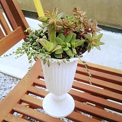 NO GREEN NO LIFE/植物/園芸/ガーデニング/多肉植物...などのインテリア実例 - 2014-11-29 10:36:33