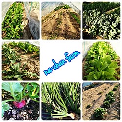 種から育てる野菜/その日食べる野菜はその日に収穫♡/いつもいいねやコメントありがとう♡/季節を感じる暮らし/フォロワー様400人感謝✨...などのインテリア実例 - 2017-04-07 08:28:50