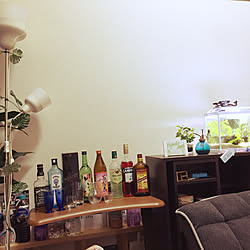 ベッド周り/観葉植物/ジモティー/1R/BAR風...などのインテリア実例 - 2017-10-15 10:18:20