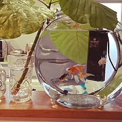 水槽 錦鯉のインテリア実例 Roomclip ルームクリップ