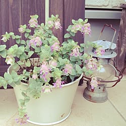 オレガノ オレガノマルゲリータ 斑入りブルーデージー ゼラニウム ブルーデージー などのインテリア実例 19 05 15 11 55 47 Roomclip ルームクリップ