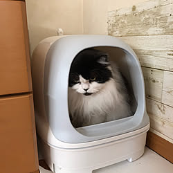 リビング 猫トイレのインテリア実例 Roomclip ルームクリップ リビング 猫トイレのインテリア実例 Roomclip ルームクリップ