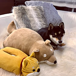 柴犬グッズ/ファークッション/ムートン/francfrancのクッションカバー/Francfranc...などのインテリア実例 - 2020-01-09 10:26:18