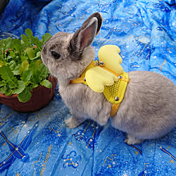 うさぎハーネスのインテリア実例 Roomclip ルームクリップ