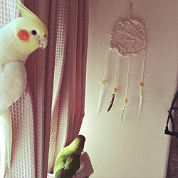 壁/天井/コザクラインコ/ハンドメイド/10000人の暮らし/鳥部...などのインテリア実例 - 2018-01-27 12:51:58