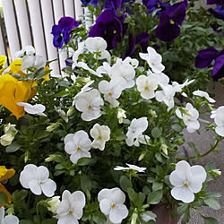 花 植木のインテリア実例 Roomclip ルームクリップ