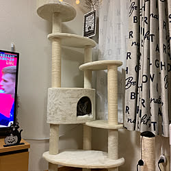 一人暮らし/癒し/1LDK/1LDK 1人暮らし/猫のいる暮らし...などのインテリア実例 - 2019-10-10 21:23:04