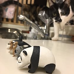 猫鍋 ニトリ ねこのいる日常 Room Clipとの出会いに感謝 猫の部屋 などのインテリア実例 19 06 08 07 07 01 Roomclip ルームクリップ