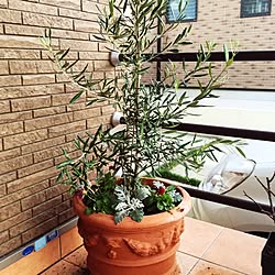 テラコッタ鉢植えのインテリア実例 Roomclip ルームクリップ