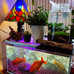 Daiso 水草のインテリア実例 Roomclip ルームクリップ