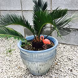 蘇鉄剪定 ソテツ 駐車場diy ハワイアン リゾート などのインテリア実例 05 10 08 01 05 Roomclip ルームクリップ