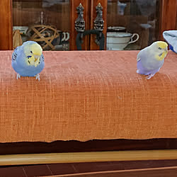 リビング/セキセイインコ/いいね、フォローに感謝します✨/無言いいね、フォローすみませんのインテリア実例 - 2020-05-27 19:47:17