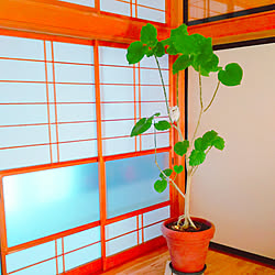 部屋全体/お返事とても遅くてごめんなさい/コメントありがと♡/いいねありがと♡/築30年...などのインテリア実例 - 2018-12-27 13:12:46