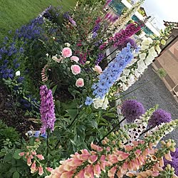 花壇 ジキタリスのインテリア実例 Roomclip ルームクリップ