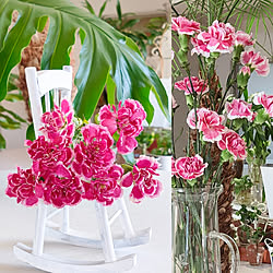 カーネーション シリカゲルドライフラワーのインテリア実例 Roomclip ルームクリップ