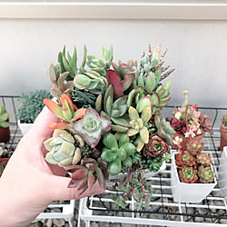 ダイソー 多肉植物 リビングのインテリア実例 01 31 21 39 28 Roomclip ルームクリップ
