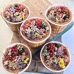 玄関/入り口/プレゼント/多肉植物/東急ハンズ/RC広島支部...などのインテリア実例 - 2017-03-09 21:11:43