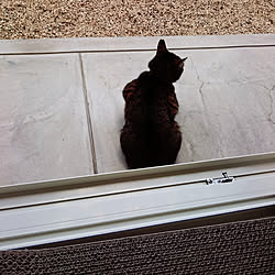 やんちゃな猫のインテリア実例 ｜ RoomClip（ルームクリップ）