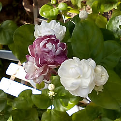 ガーデニング アラビアンジャスミンのインテリア実例 Roomclip ルームクリップ