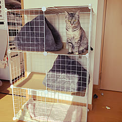 キャットハウス/一人暮らし/1LDK/1LDK 1人暮らし/50代...などのインテリア実例 - 2020-03-25 21:55:52