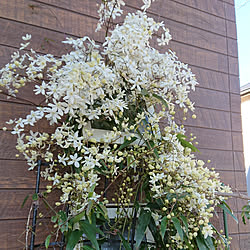 アーマンディのインテリア実例 Roomclip ルームクリップ